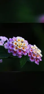 Close-up of pink and yellow lantana flowers with dark green leaves.