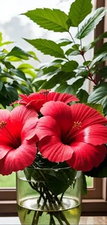 Pink hibiscus flowers in a vase by a window with green leaves.