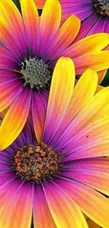 Vibrant purple and yellow flower wallpaper.