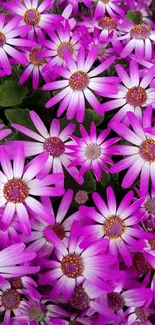 Vibrant magenta and white flowers creating a stunning phone wallpaper.