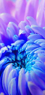 Purple and blue flower petals in vibrant mobile wallpaper.