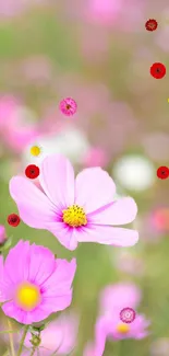 Pink cosmos flowers on a blurred green background.