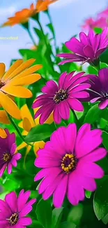 Vibrant flowers in purple and yellow hues with green leaves.