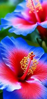Vibrant blue and red floral wallpaper close-up.
