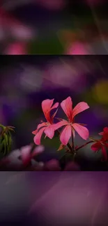 Pink flowers with dark blurred background on phone wallpaper.