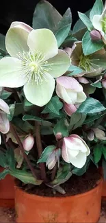 Green plants with white flowers in terracotta pots background.