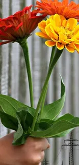 Vibrant yellow, orange, and red flowers with green leaves and power lines in the background.