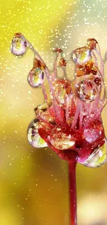 Vibrant flower with raindrop-adorned petals against a bright yellow background.