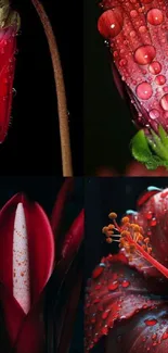 Red flowers with dew drops on petals in a vibrant collage.