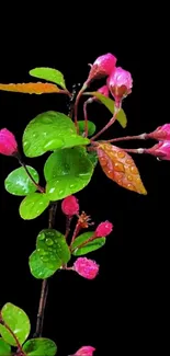 Vibrant pink floral design with raindrops on black background.