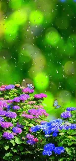 Colorful hydrangeas with raindrops and a vibrant bokeh background.