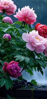 Vibrant peonies in the rain wallpaper.