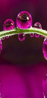 Vibrant pink flower reflection with raindrops on a mobile wallpaper.