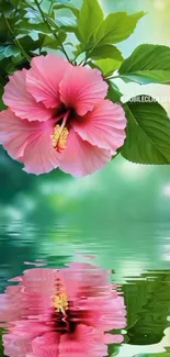 Pink hibiscus flower reflecting over calm green waters, creating a serene wallpaper.