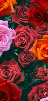 Vibrant roses in red, pink, and orange on a floral wallpaper.