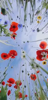 Upward view of vibrant red poppies against blue sky.