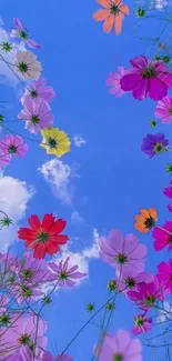 Vibrant cosmos flowers in a clear blue sky.