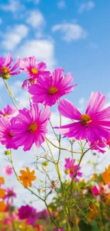 Vivid pink and orange flowers beneath a bright blue sky wallpaper.