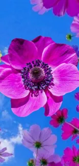 Bright pink flower with blue sky background in vibrant wallpaper.