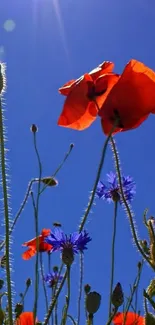 Mobile wallpaper with red poppies under a sunny blue sky.