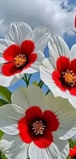 Vibrant red and white flowers with a blue sky backdrop.