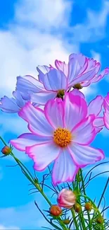 Pink cosmos flowers against a blue sky