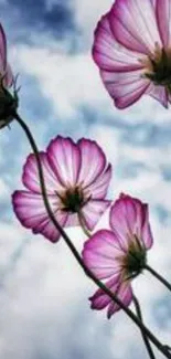 Pink flowers against a vibrant blue sky wallpaper.