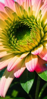 Close-up of vibrant flower with pink petals and green center.