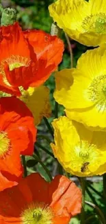 Vibrant wallpaper with yellow and orange poppies.