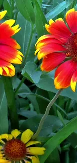 Vibrant red and yellow flowers with green leaves.