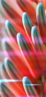 Close-up of colorful flower buds wallpaper with pink dominant color.