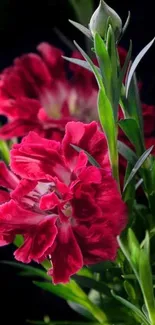 Vibrant red flowers with lush green leaves on a dark background.