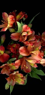 Vibrant red-orange alstroemeria flowers on a black background.