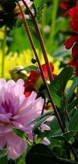 Vibrant flowers with lush green leaves in a colorful garden scene.