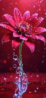 Red flower with water droplets on a vibrant background.