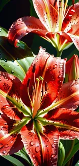 Beautiful red lilies with water droplets close-up.