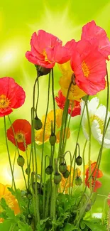 Colorful poppies against a lush green background for mobile wallpaper.