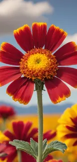 Close-up of a vibrant red daisy against a soft, blue sky and clouds background.