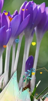 Purple crocus flowers blooming in spring garden wallpaper.