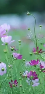 Vibrant pink and purple flowers in green field.