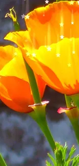 Vibrant orange poppies with star effects on a mobile wallpaper.