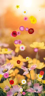 Colorful flowers under a warm sunrise sky.