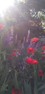 Vibrant garden with red poppies under sunlight.