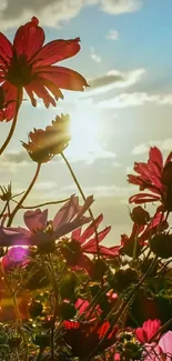 Vibrant pink flowers at sunrise with glowing sky.