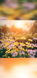 Vibrant floral sunset wallpaper with pink and yellow blooms glowing in sunset light.