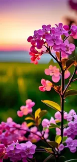 Magenta flowers at sunset in a tranquil nature setting.