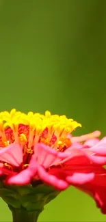 Bright pink flower with yellow center on green backdrop.