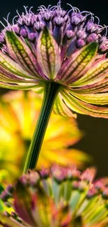 Close-up of a vibrant flower with colorful and detailed petals as mobile wallpaper.