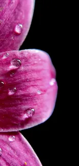 Close-up of a pink flower with water droplets on a black background.