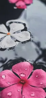 Pink and white flowers on reflective water surface.